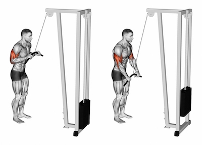 triceps pushdown